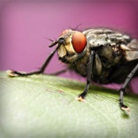 /album/aldaikacip/photolia-a08-jpg/
